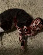 baby character:copiums_cat meta:ai_generated // 402x512 // 445KB