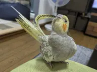 bird cockatiel // 680x510 // 52KB