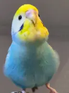 budgie // 675x900 // 44KB