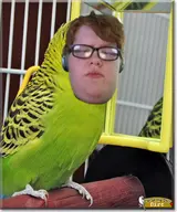 bird budgie character:george combination_style // 292x350 // 196KB