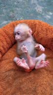 baby_monkey masturbation monkey // 576x1024, 61.3s // 6.3MB