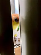 bird // 3024x4032 // 1.4MB