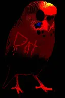 bird budgie character:dirt // 696x1045 // 469KB