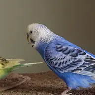 bird budgie // 2048x2048 // 4.6MB