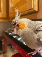 bird cockatiel // 640x853 // 97KB