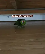 Bird Parrot // 1080x1306 // 104KB