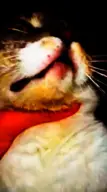 cat_gore character:copium48 character:copiums_cat meta:video // 480x856, 31.4s // 5.4MB