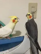 cockatiel // 1536x2048 // 337KB