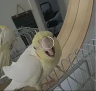 bird cockatiel // 1170x1110 // 123KB