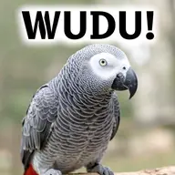 african_grey_parrot bird // 512x512 // 35KB