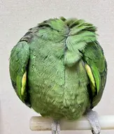 bird character:gogo_warren // 2728x3210 // 1.4MB