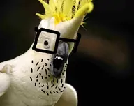 bird cockatoo soyjak // 925x730 // 275KB