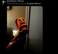 bird character:brooklyn_guy character:marvin cockatiel puppet series:sml // 508x469 // 143KB