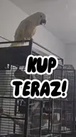 bird cockatoo kup_teraz meta:video // 480x854, 1.1s // 236KB