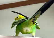 bird budgie // 680x482 // 46KB