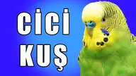 budgie cicikus // 1280x720 // 109KB
