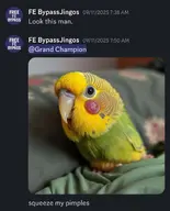 Bird budgie character:jot screenshot // 1439x1781 // 118KB