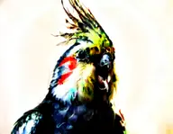 bird cockatiel // 288x224 // 82KB