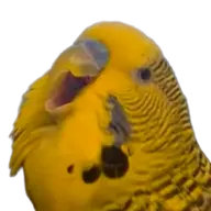 bird budgie transparent // 847x846 // 488KB