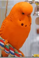 bird budgie character:dirt // 1024x1536 // 2.3MB