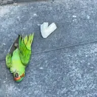 bird deady // 225x225 // 84KB