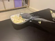 bird cockatiel // 640x480 // 26KB