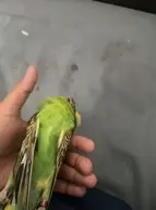 budgie deady // 916x1230 // 1.2MB