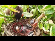 baby Bird // 640x480 // 95KB