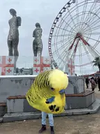 bird budgie georgia // 1169x1560 // 438KB