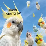 bird cockatiel meta:ai_generated // 512x512 // 372KB