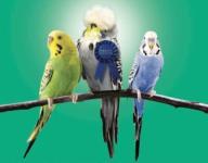 budgie grand_champion // 400x314 // 13KB