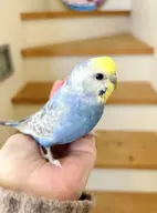 bird budgie // 666x900 // 55KB