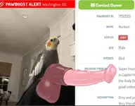 bird cockatiel // 793x618 // 45KB