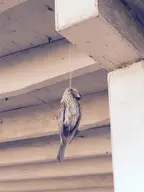 bird deady // 617x823 // 452KB