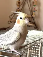 bird cockatiel // 679x900 // 99KB