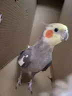 bird cockatiel // 608x811 // 331KB