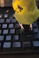 bu5t budgie budgie_(connor) Connor video // 480x712, 15.8s // 4.2MB