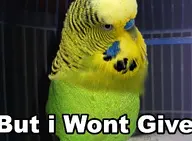 bird budgie // 375x275 // 183KB