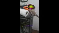 cockatiel eve Follome george video // 1280x720, 7.4s // 2.8MB