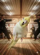 bird cockatiel // 601x823 // 902KB