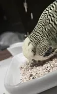 bird budgie meta:video // 388x640, 9.9s // 2.6MB