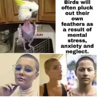 cockatoo // 815x811 // 676KB