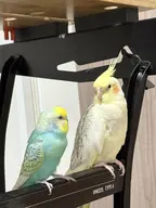 budgie cockatiel // 1536x2048 // 321KB