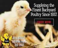 chicken_'o // 300x250 // 123KB