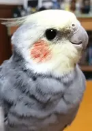 bird cockatiel // 976x1392 // 133KB