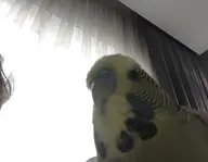 budgie // 1031x800 // 60KB