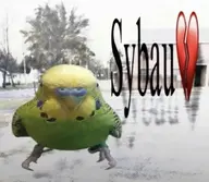 budgie sybau // 1060x923 // 805KB