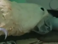 bird cockatiel // 908x698 // 255KB