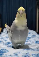 bird cockatiel // 1080x1560 // 101KB