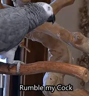 african_grey_parrot bird // 417x453 // 27KB